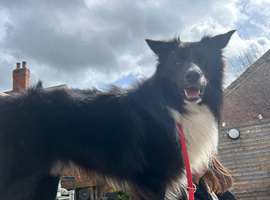 Kennel club pedigree border collie for stud