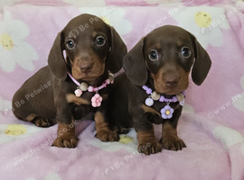 READY NOW 2 MINIATURE FEMALES