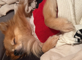 Pomeranian boy