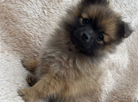Pomeranian puppy female