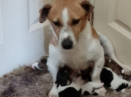Jack Russel Boys