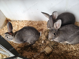 Continental X rex rabbits