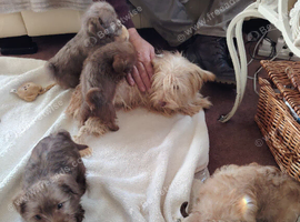 Norfolk Terrier Puppies for sale