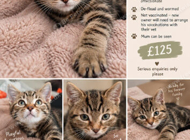 Male kitten
