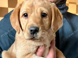 RKC REG'D GOLDEN YELLOW BEAUTIFUL LAB PUPS