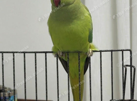 Beautiful active Indian ringneck