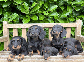 Miniature dachshund
