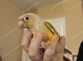 Hand Reared Baby Conure Parrots