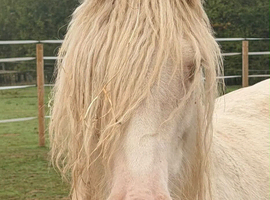Beautiful cremello yearling
