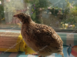 Available 6 week MALE Coturnix Quail in light very pale silvery beige tones with back markings  &pound;4