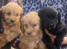 5 Cockapoo Boy Puppies