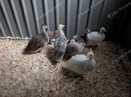 Beautiful peachicks for sale