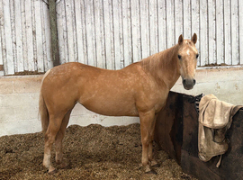 Companion/nanny 13 year old mare available for loan