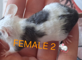 MALE & FEMALE FANCY MICE