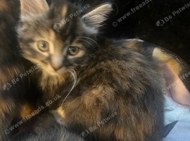 Kittens for sale