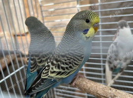 Baby Budgies - Available Now