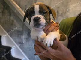 French bulldog x boston