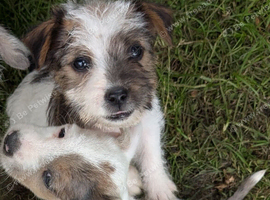 terrier