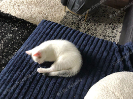 White kitteb