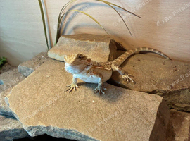 Baby bearded dragons