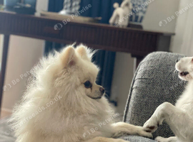 URGENT!!  POM BEAR BOY PLEASE READ ALL OF MY ADD. READVERTISED