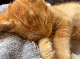 Kittens for sale