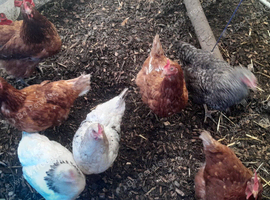 Warren laying hens