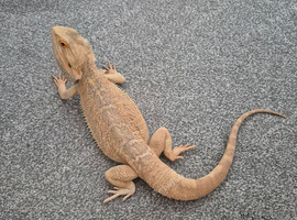 1 year old bearded dragon