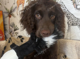 Cocker spaniel puppy