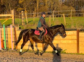 Freelance groom and rider
