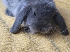 Beautiful Mini lop looking good a home