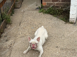 French bulldog