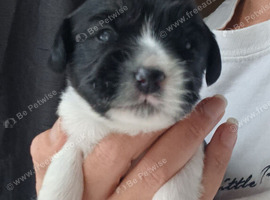 4 pups left from 7 2 boy 2 girl puppies for sale