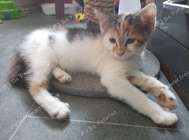 Female kitten looking for loving new home