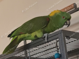 Male Yellow Naped Amazon