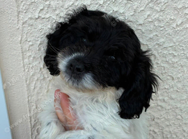 Beautiful cockapoo puppies