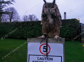 Indian eagle owl bengal