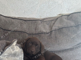 Pedigree Chocolate Labrador bitch 11weeks old