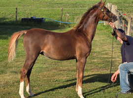 Top class welsh section b foal