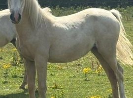 Palomino filly