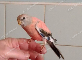 HAND-REARED BABY PINK BOURKE