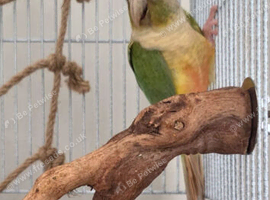 Bonded pair of conures