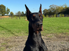 Working European Dobermann for Stud