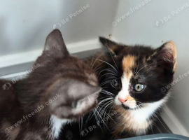 Mixed kittens with scotish mum