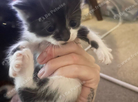 3 kittens for sale