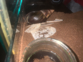 Giant african land snail for sale