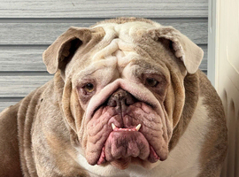 English bulldog puppies