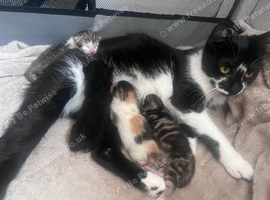 Kittens