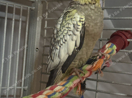 Pearl cockatiel female