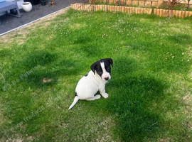 Jack Russel